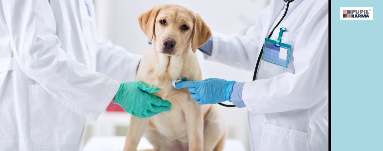 Wyklucz problemy zdrowotne. Jasny pies siedzi w gabinecie weterynaryjnym i jest badany przez dwóch weterynarzy, których widac tylko korpusy i ręce w rękawiczkach. Po prawej niebieski pas i logo pupilkarma. 
